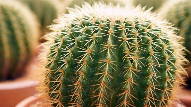 Cactus Spines for Hemorrhoid Treatment