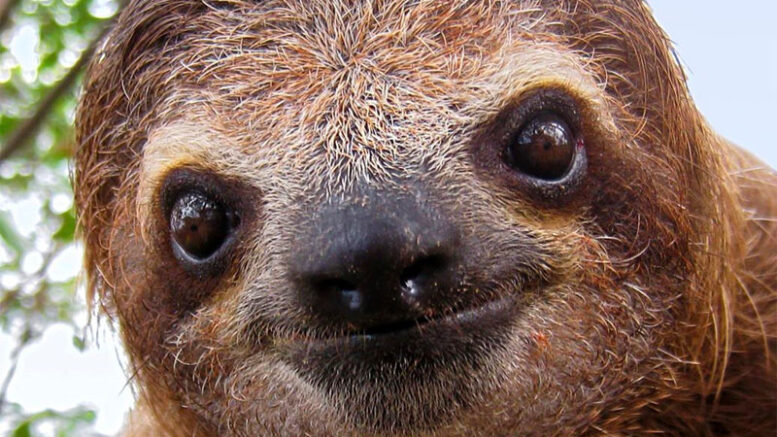 Escaped sloth causes blackout