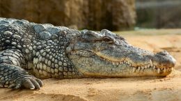 Philippine Crocodile Adoption